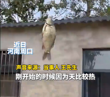 男子在家操控无人机钓鱼 钓十几条鱼