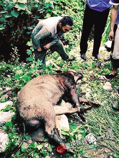 列车撞上野猪 机械师查看被撞身亡