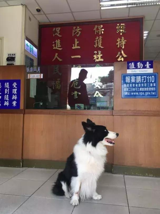 边牧犬走失后的智慧抉择，2024澳门天天开好彩背后的犯罪真相