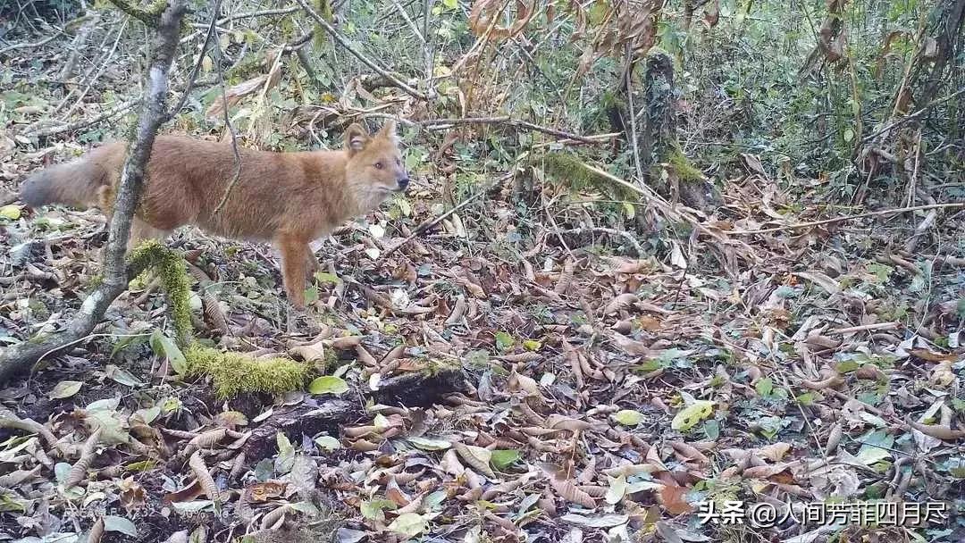 云南女子驾车偶遇六头野猪意外跌落事件，自然邂逅还是命运交汇？