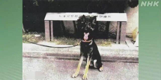 湖南两岁女童走失，警犬搜救行动助力生命与希望重逢——澳门彩票资讯与搜寻进展报道