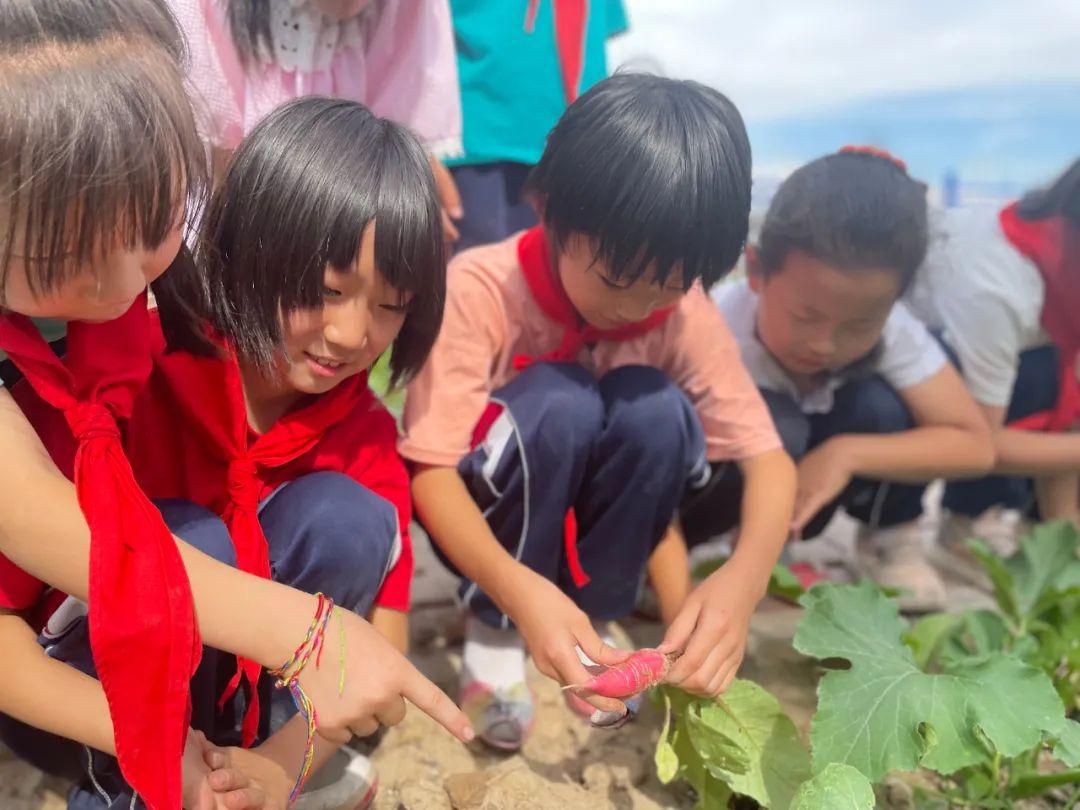 犁地之际，主人与牛的独特互动，2024澳门天天开好彩大全第53期揭秘