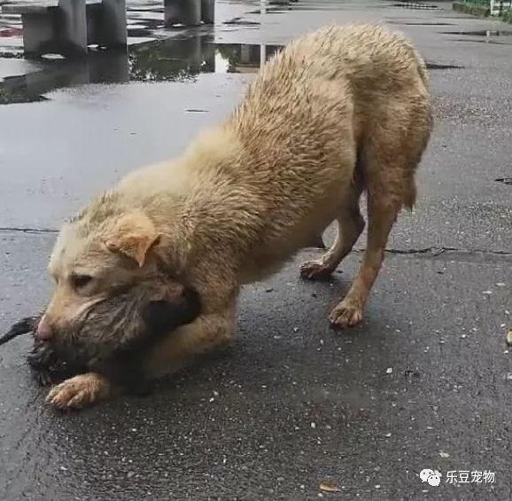 澳门开好彩背后的温暖故事，雨后铁笼中的母爱与新生命的诞生